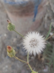 Sonchus oleraceus