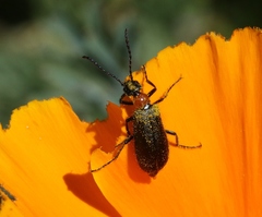Lytta crotchii