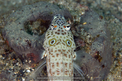 Parapercis clathrata