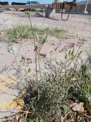 Sonchus oleraceus