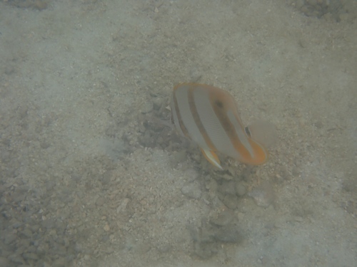 Chelmon rostratus