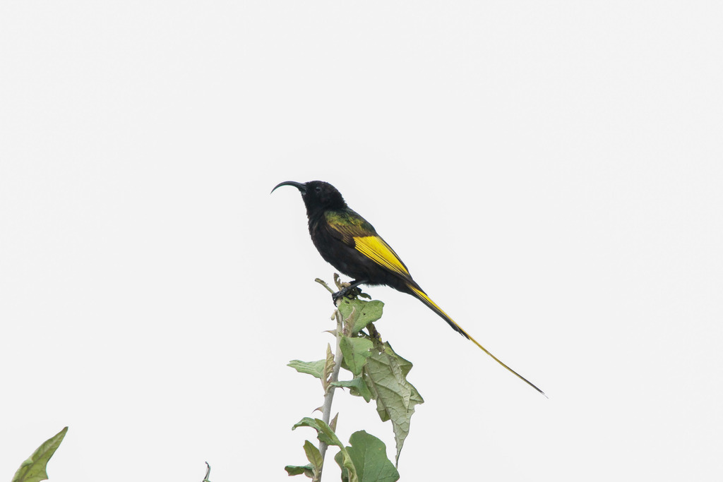 Drepanorhynchus