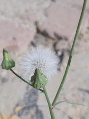 Sonchus oleraceus