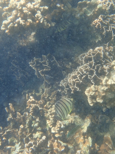Chaetodon octofasciatus