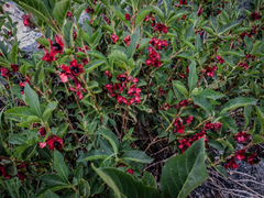 Lonicera involucrata involucrata