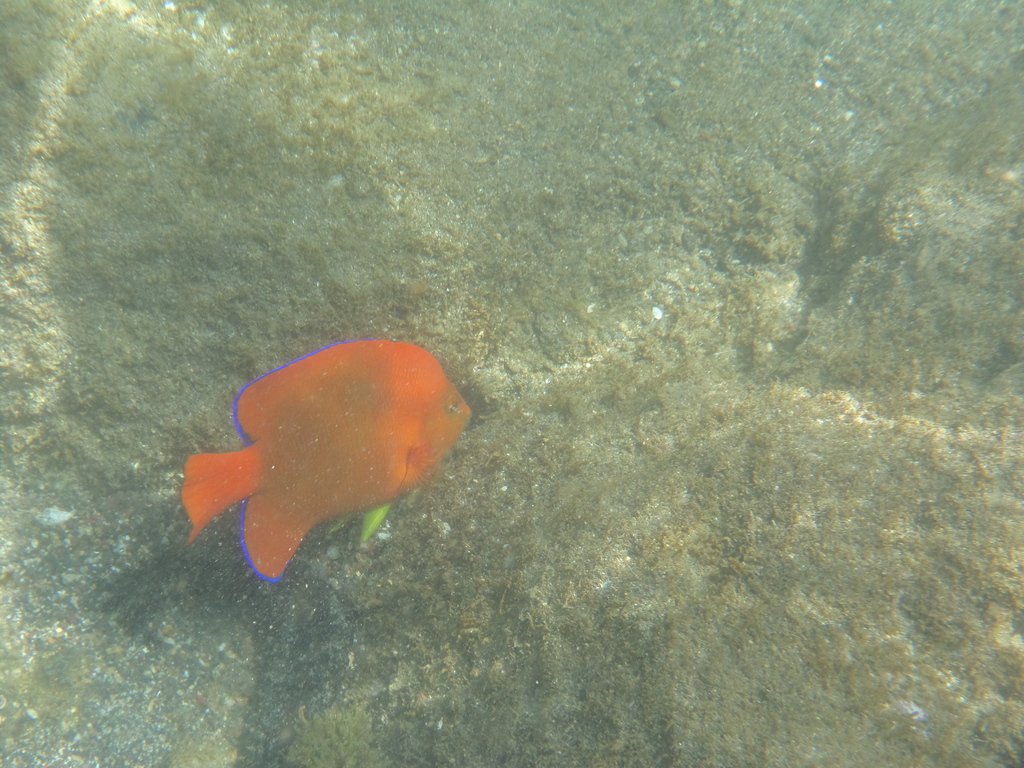 Clarion angelfish (Holacanthus clarionensis) — Pomacanthidae