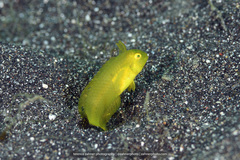 Iniistius aneitensis