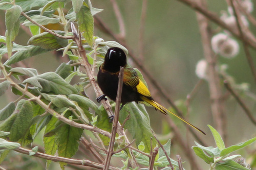 Golden-winged Sunbird