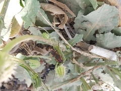 Scantius forsteri