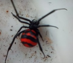 Latrodectus curacaviensis