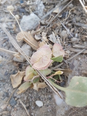 Rumex vesicarius