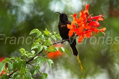 Golden-Winged Sunbird photo 4