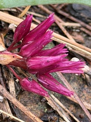 Allium falcifolium, photograph author not stated, no rights reserved