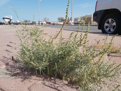 Oligomeris linifolia