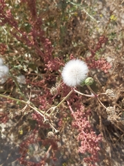 Sonchus oleraceus