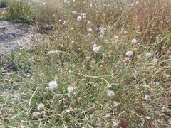 Launaea mucronata