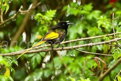 Golden-Winged Sunbird photo 5