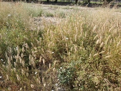 Polypogon monspeliensis