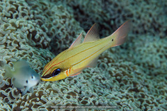 Bargill Cardinalfish photo 4