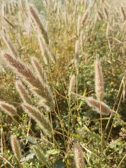 Polypogon monspeliensis