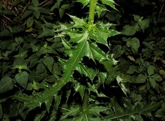 Cirsium mexicanum, photograph (c) J. L. Gómez-Hechavarría, some rights reserved (CC BY)