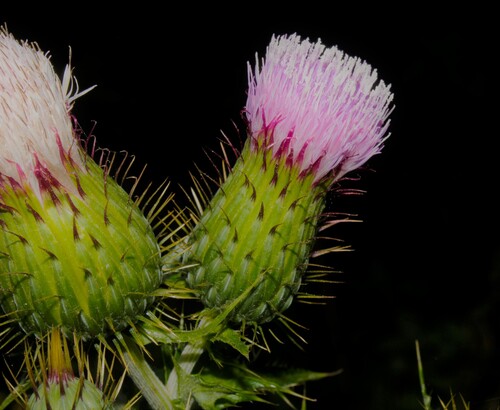Cirsium mexicanum, photograph 5