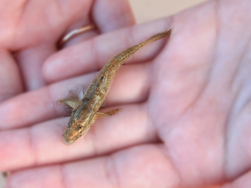 Milkyfin goby (Acanthogobius lactipes) — Gobiidae — 3