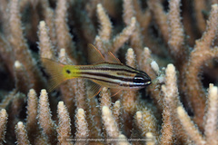 Blue-Eye Cardinalfish photo 2