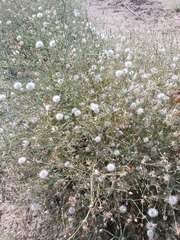 Launaea mucronata