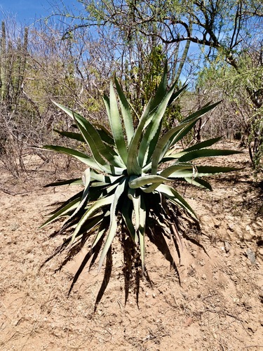 Agave aurea