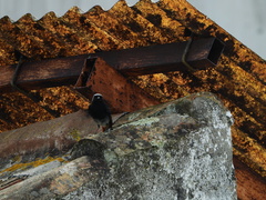 Phoenicurus ochruros