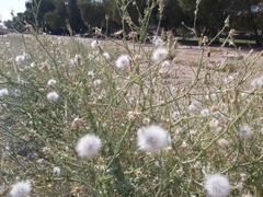 Launaea mucronata