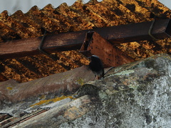 Phoenicurus ochruros