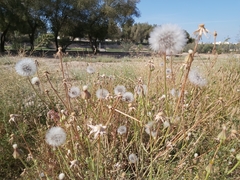 Urospermum picroides
