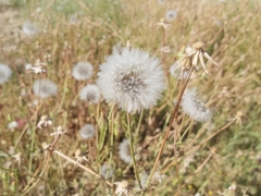 Urospermum picroides