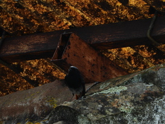 Phoenicurus ochruros