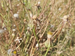 Urospermum picroides