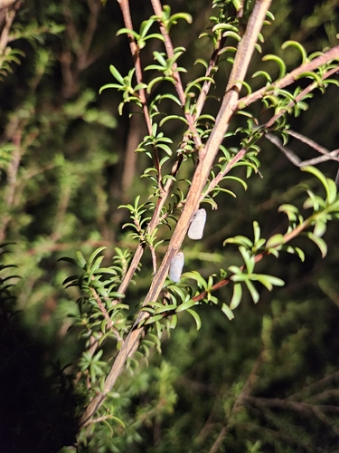 Anzora unicolor observed 2026-04-27