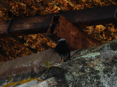 Phoenicurus ochruros