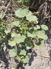 Malva parviflora