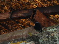 Phoenicurus ochruros