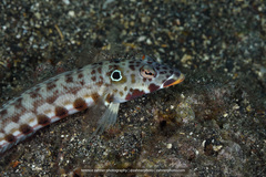 Parapercis clathrata