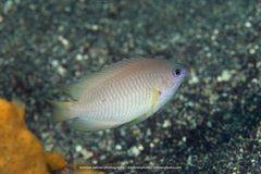 Pomacentrus amboinensis