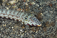 Parapercis clathrata