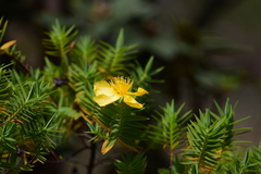Hypericum mysurense