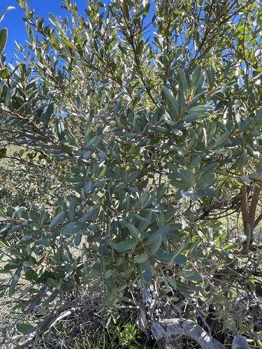 Ozoroa paniculosa, photograph 4
