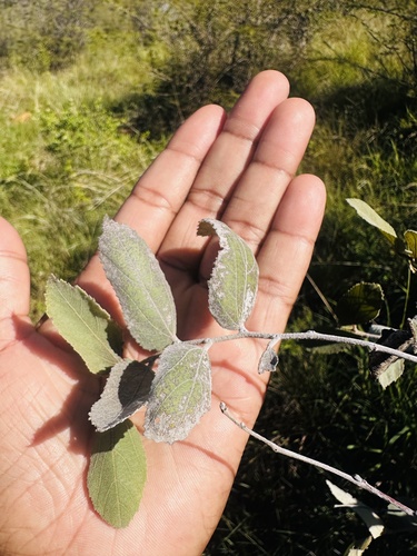 Grewia monticola, photograph 6