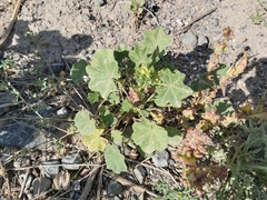 Malva parviflora