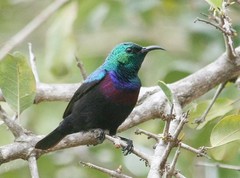 Purple-Banded Sunbird photo 2