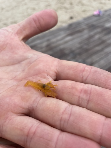 Alpheus villosus observed 2026-05-09